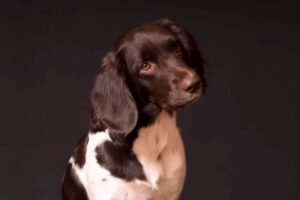 927897nala654